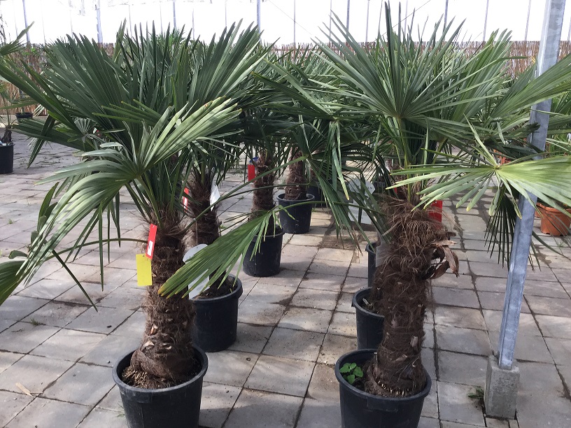 Aanzetten Afwijken Articulatie Mediterraanse palmbomen nu ook in Best te koop en te huur - Groencentrum en  Hovenier de Mortelen