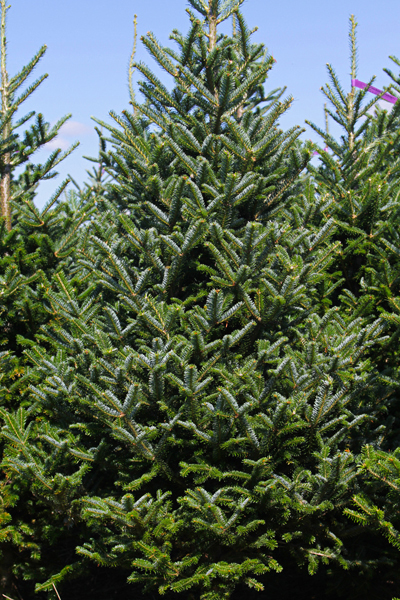 Abies Fraseri kerstboom